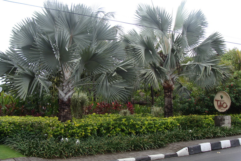 Indonesia, Bali, Tanjung Benoa